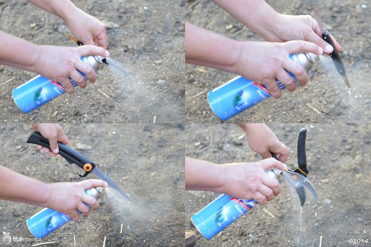 Spraying grafting tools with Lysol