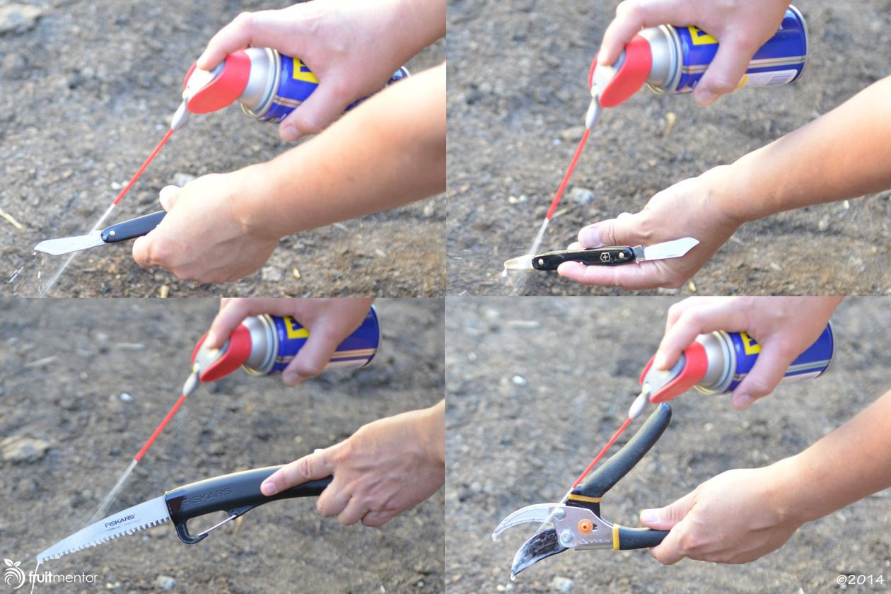 Spraying grafting tools with WD-40 after disinfecting with Clorox will prolong the life of the tools.