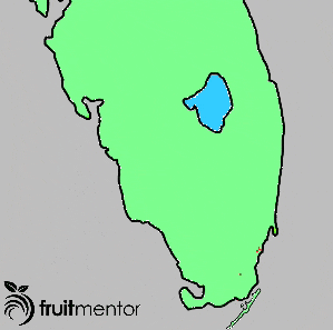 Bệnh vàng lá gân xanh lây lan một cách nhanh chóng ở Florida sau khi cây bị nhiễm bệnh được đưa đến Miami từ châu Á.