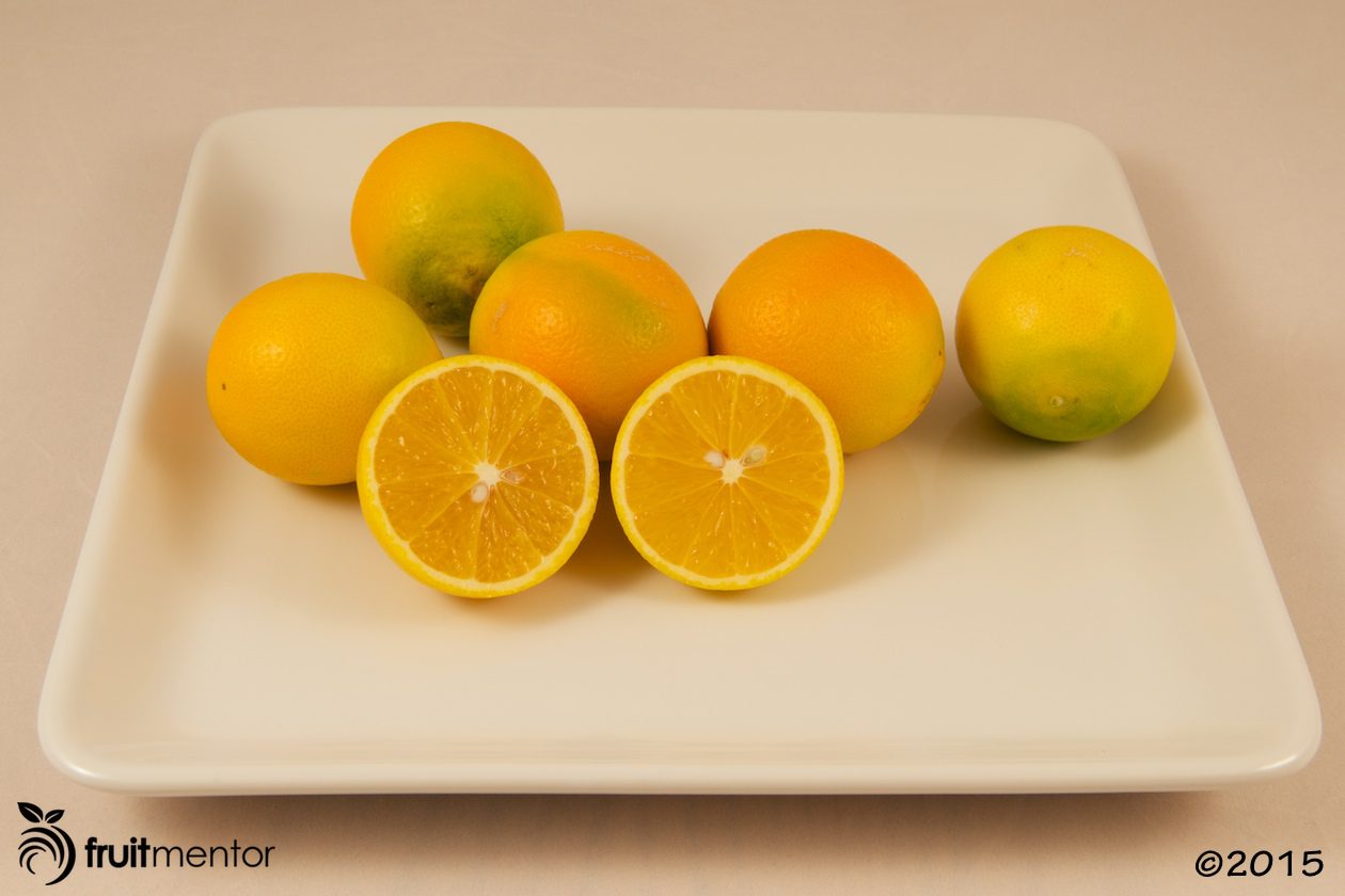 Akçay Sekeri Sweet Orange (also known as Crescent Orange and Aksay Sekerlisi)