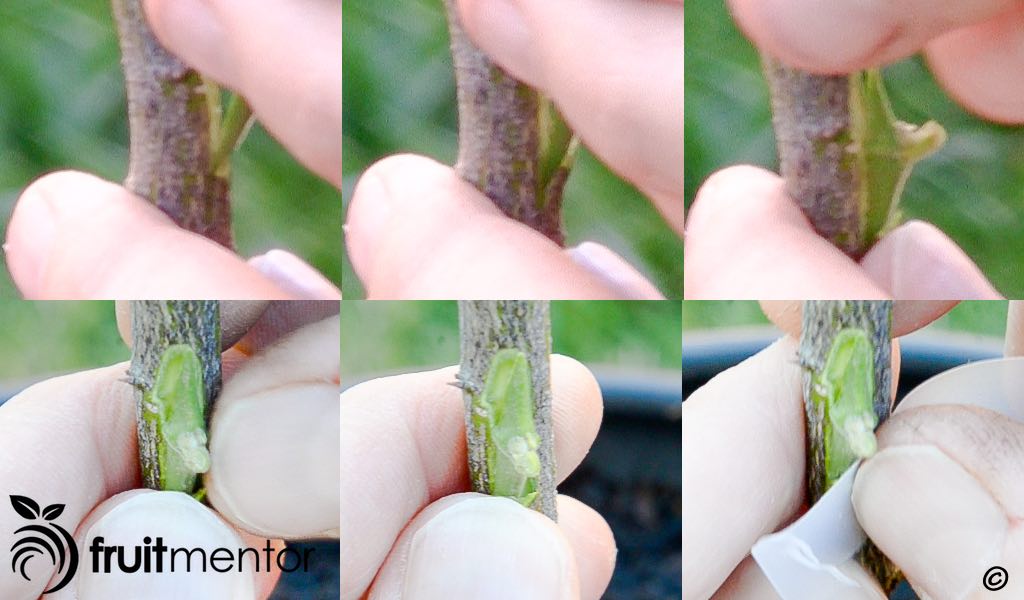 Inserting the citrus chip bud into the rootstock.