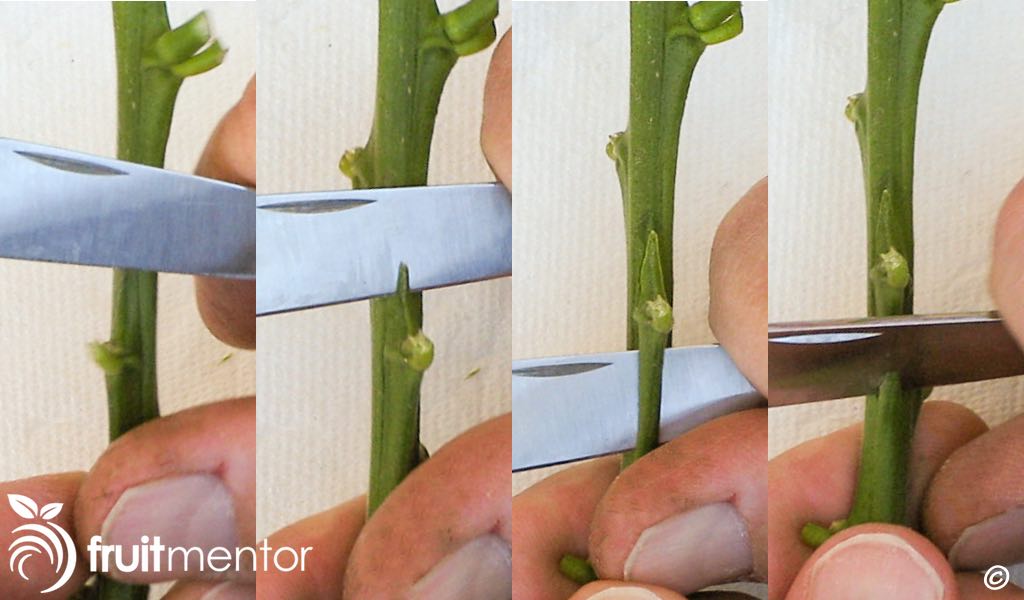切割一个罗霍布兰(Rojo Blanco)接穗芽以进行嵌芽接。