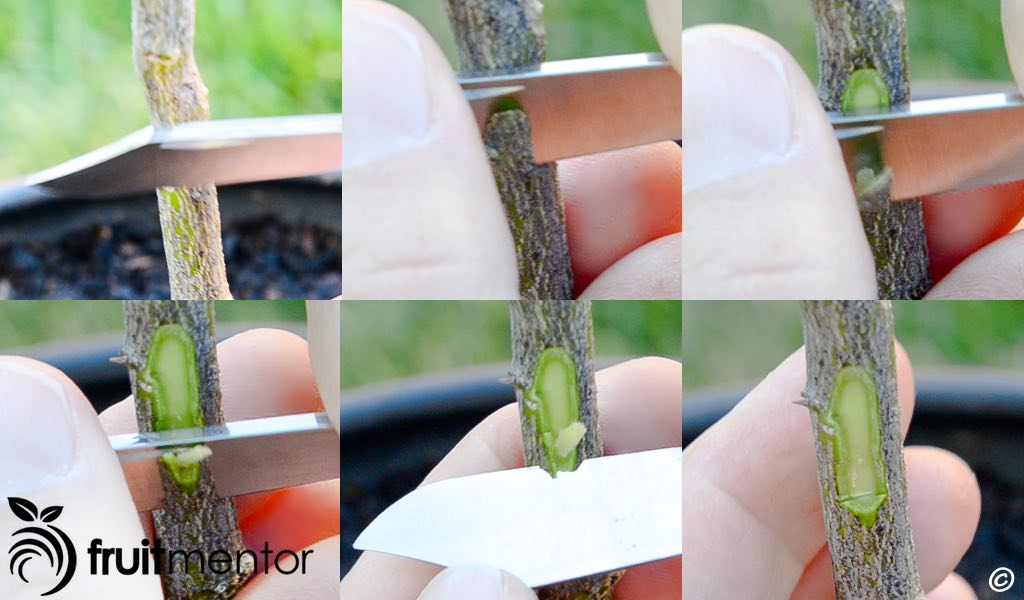 Cutting the citrus rootstock to receive a chip bud.