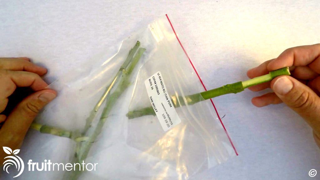 Patch budding citrus with scions from California's Citrus Clonal Protection Program.