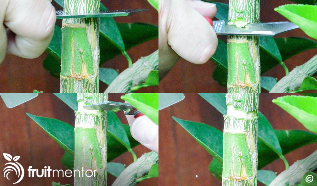 Cutting a notch over the bud to force the graft to grow.