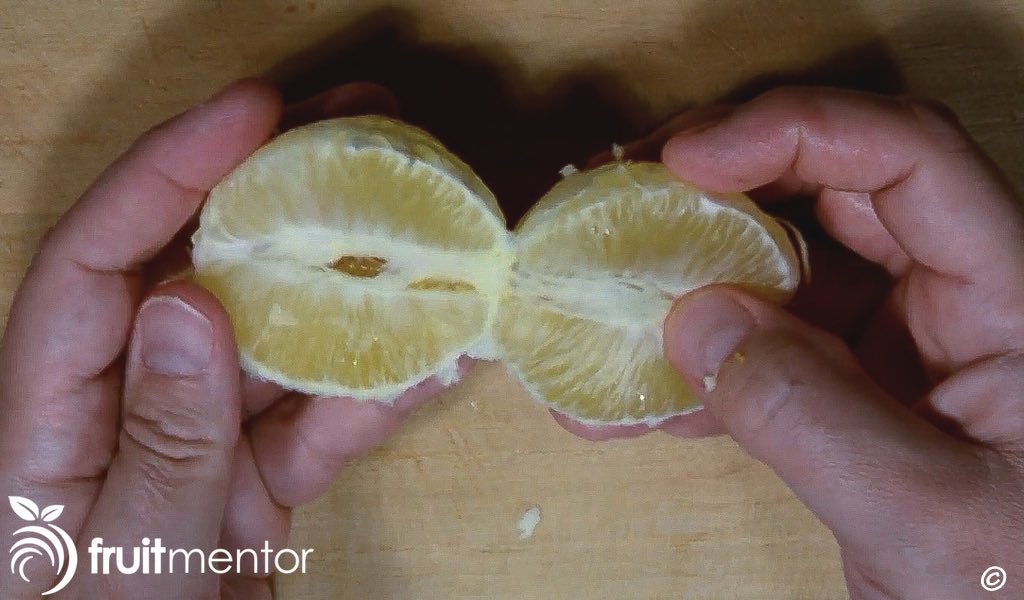 柠檬水的果实。