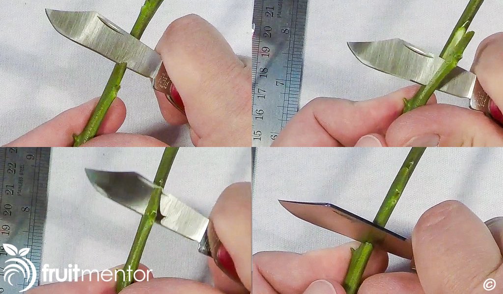 how to graft a lemon tree - cutting the bud