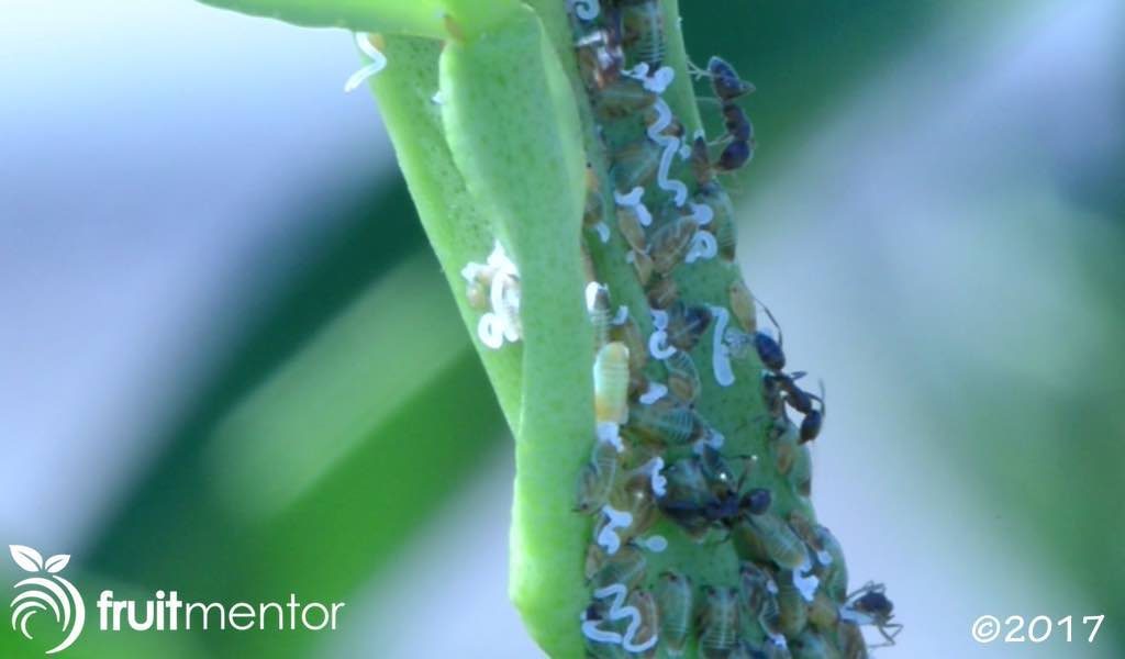 阿根廷蚁正在攫取由亚洲柑橘木虱产生的含糖的蜜汁。