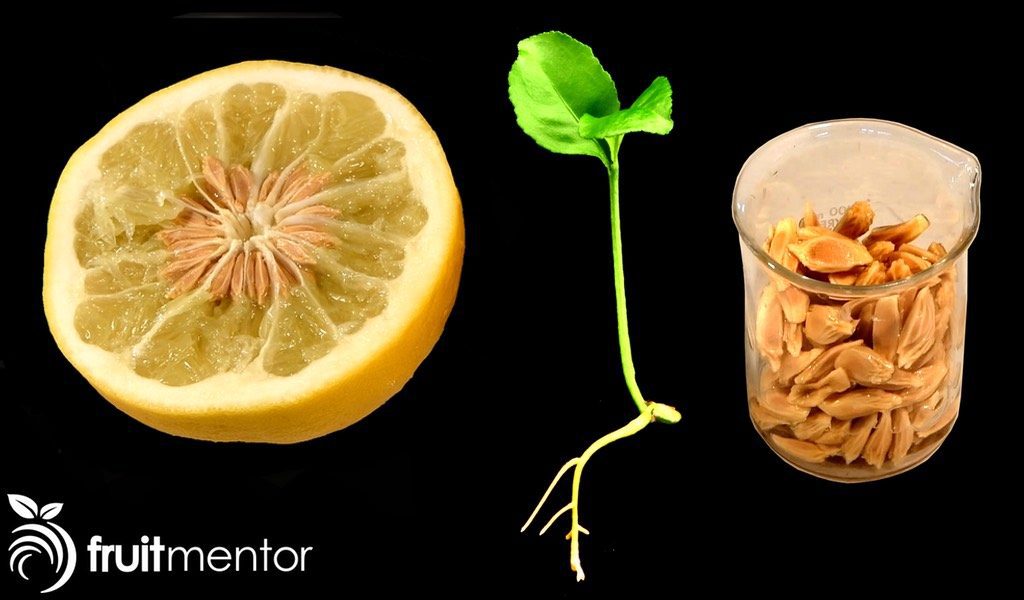 加州科学家正在人工授粉并用获得的杂交种子培育柑橘树，以克服致命的黄龙病。