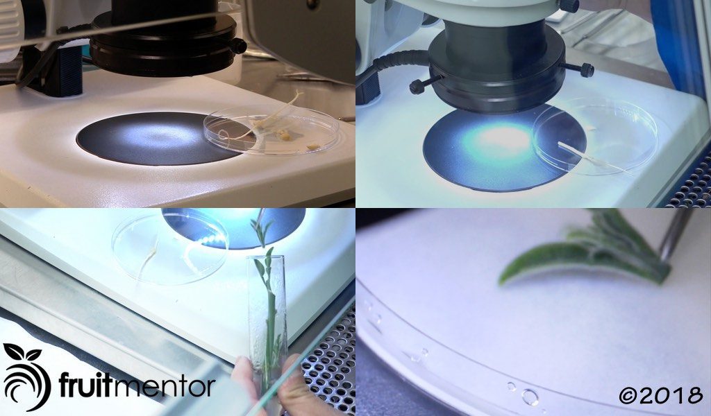 Placing the citrus rootstock seedling and the citrus shoot into the petri dish.