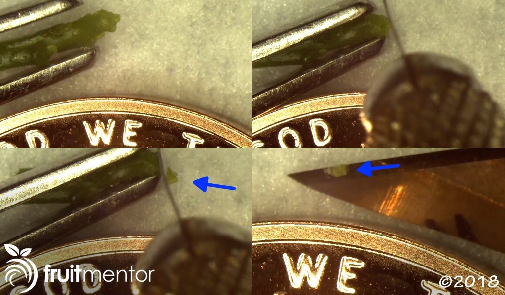 Cutting the apical meristem off of the citrus shoot tip. 