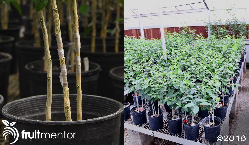 Tissue samples grafted to citrus indicator plants in the CCPP greenhouse.