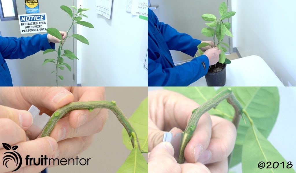 Preparing the lemon rootstock to receive the shoot tip grafted tiny tree.