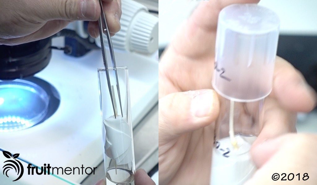 Insertando una planta cítrica injertada por ápice caulinar en un tubo de ensayo. 