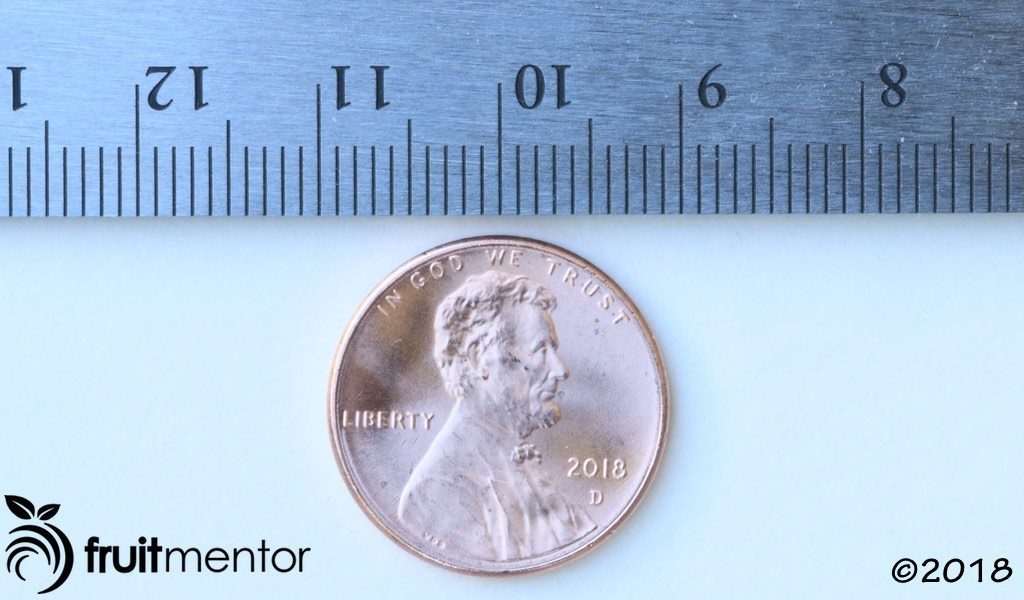The diameter of the U.S. penny is 19.05 mm.