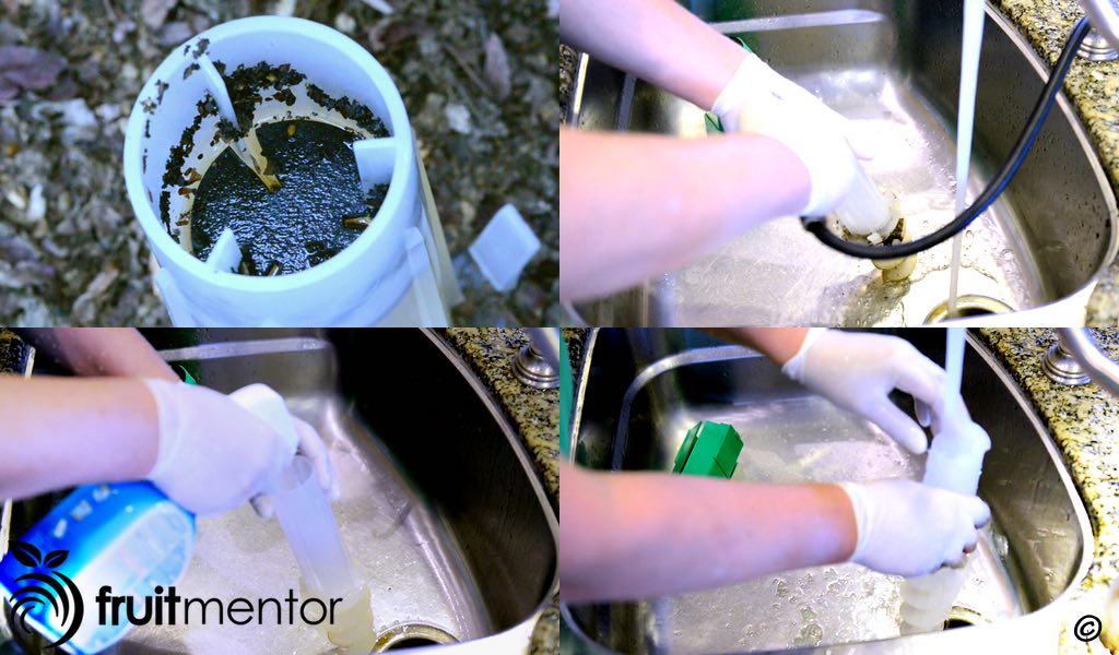 Rửa sạch những vật liệu dùng để bẫy kiến.