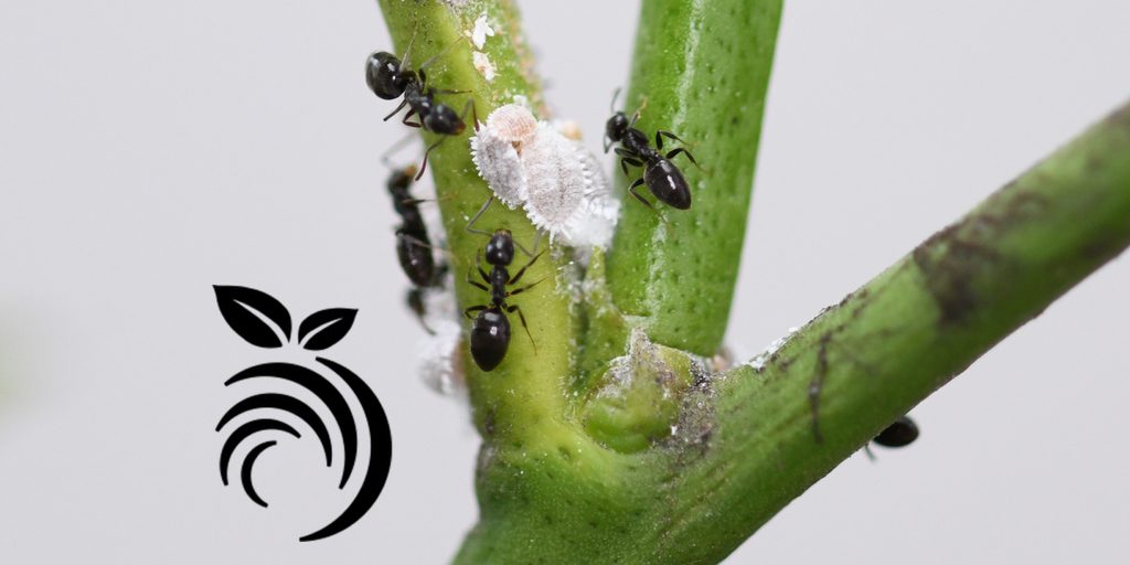 Δολοφόνος μυρμηγκιών οπωροφόρων δέντρων
