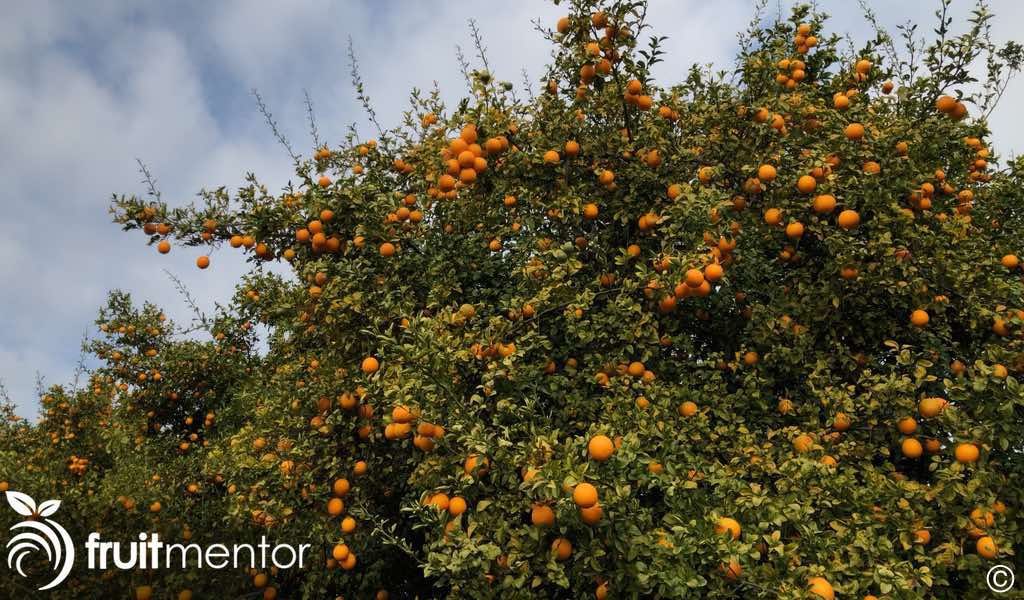 一棵柑橘砧木树。