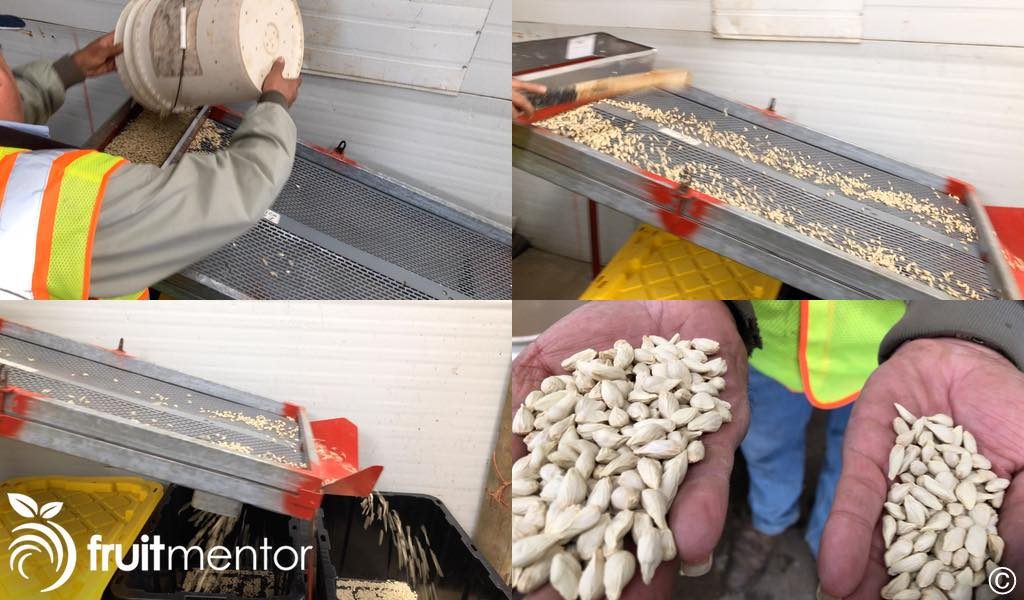 sorting the citrus rootstock seeds