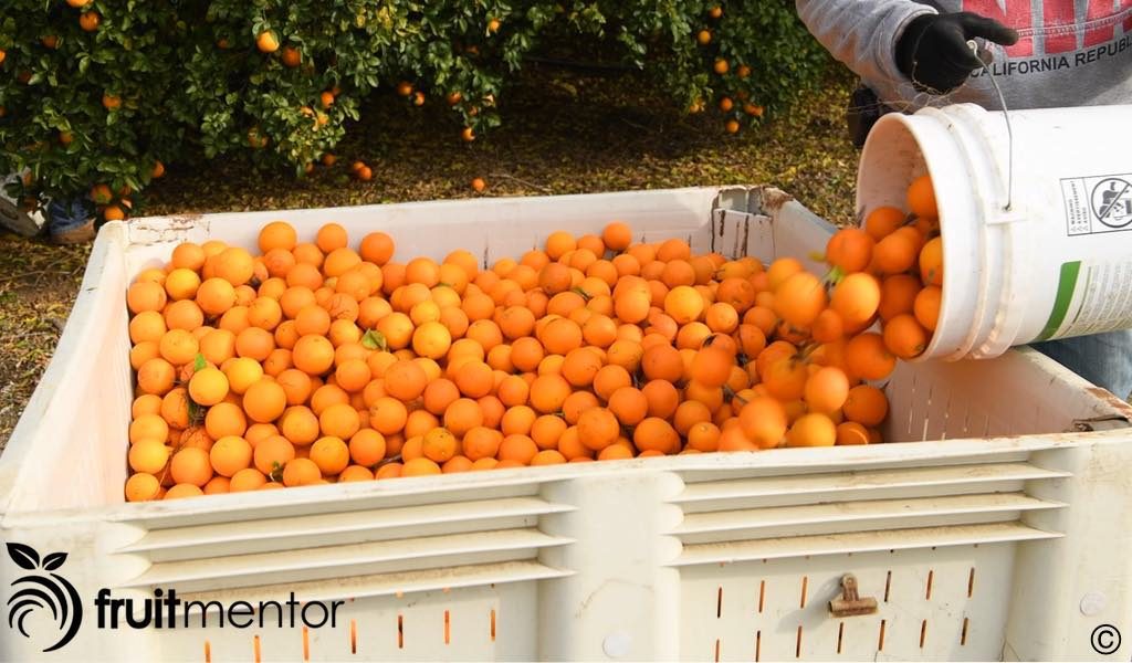 箱子里的柑橘砧木果实。