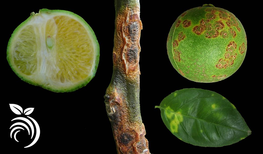 citrus diseases