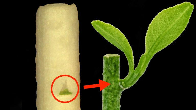 Shoot Tip Grafting in Citrus to Remove Diseases